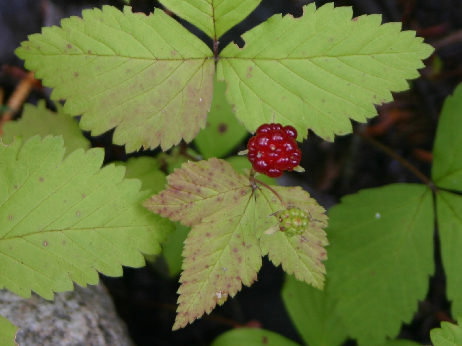 A red raspberry growing among green leaves.