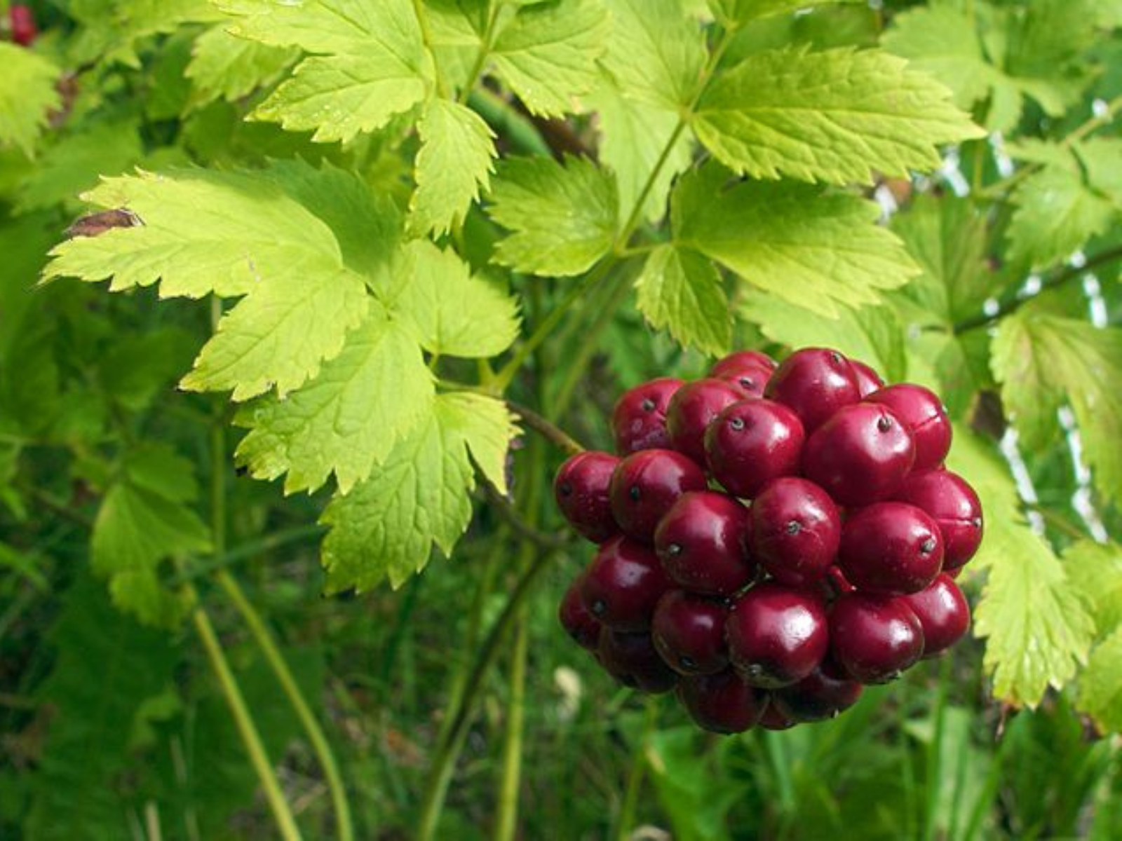 A berry consisting of red drupes growing low to the ground among green leaves.