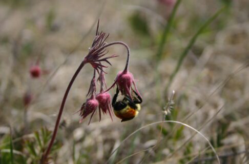 A yellow and black striped bumblebee with an orange band around its middle hangs upside-down from a pink flower on a low growing plant. Two other flowers grow from the same stalk.