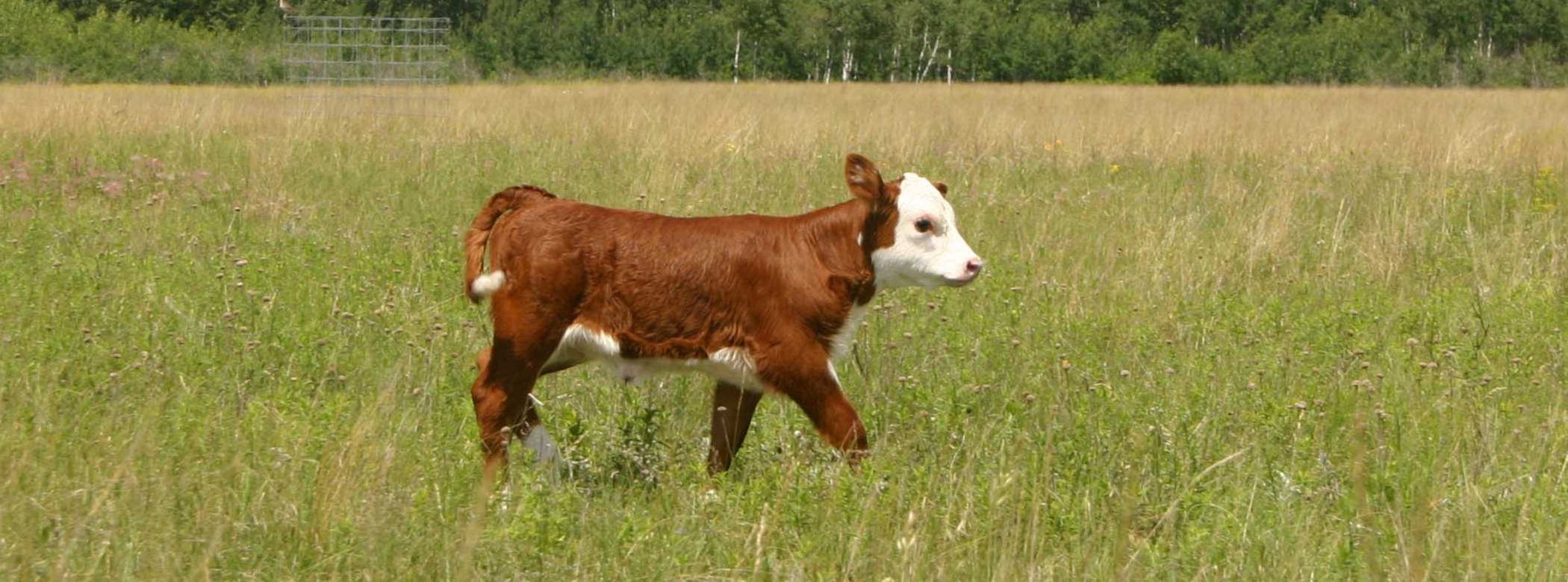 A brown and white calf walking through knee-high grass.
