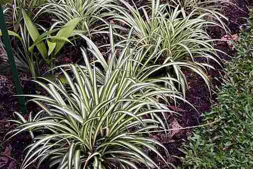 Several Spider plants growing ina garden bed. Bushy plants with long, thin, pale green leaves.