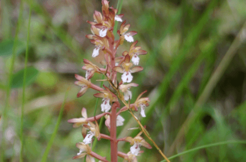 Close up on a plant with small, tubular, pink-white flowers growing at intervals out of the top portion.