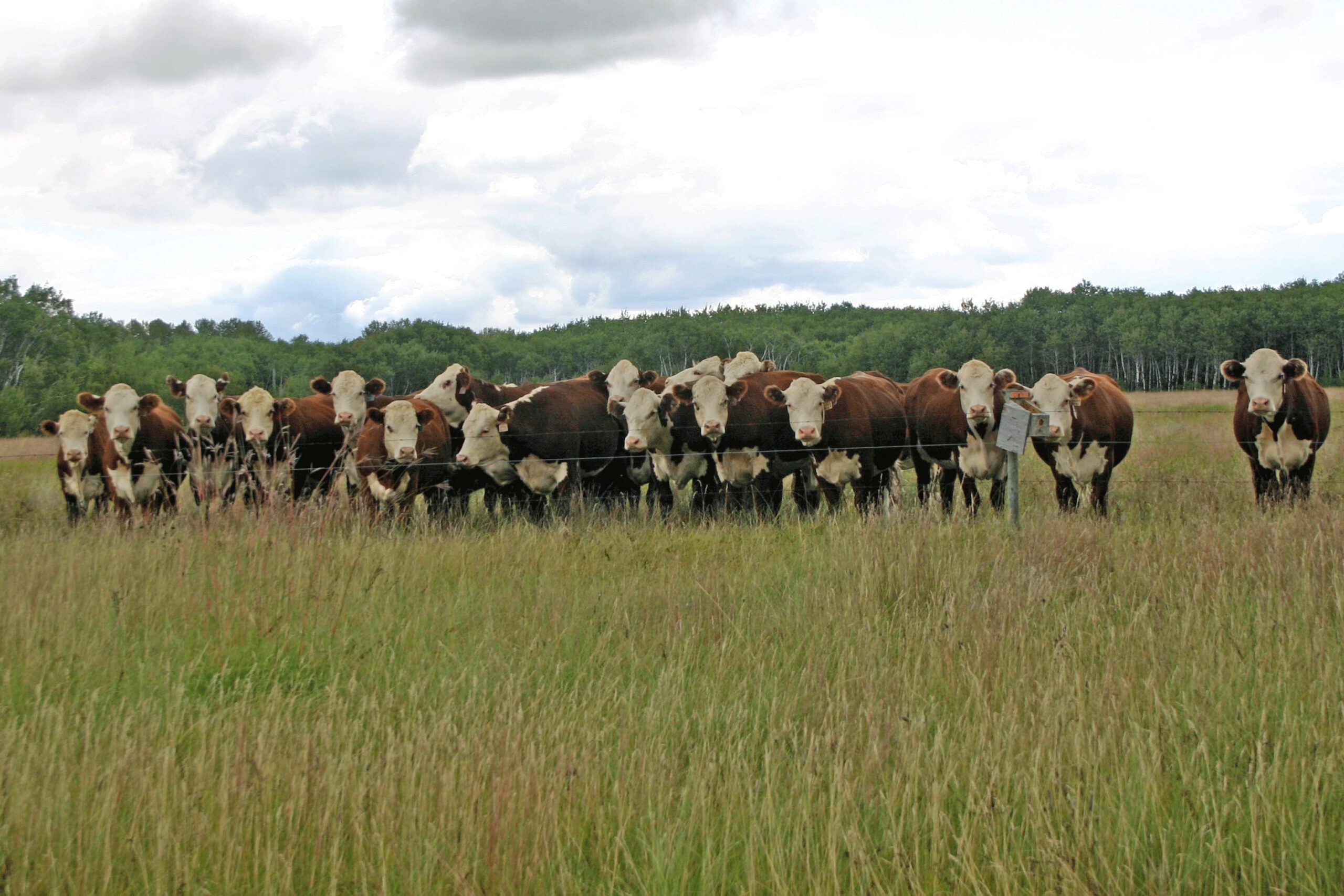 A herd of brown and white cows cluster together in a field, staring towards the camera.