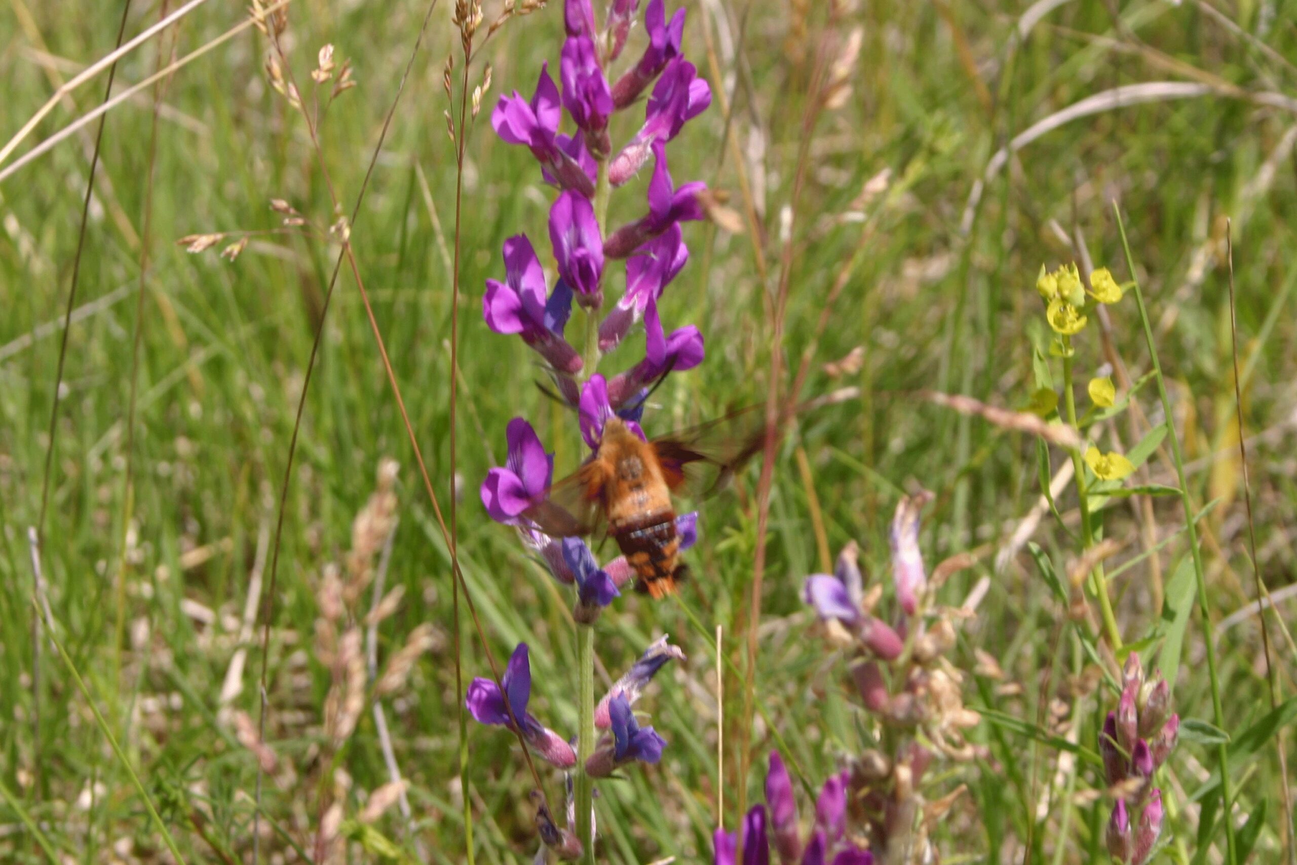 A slightly blurry photo of a brown, chunky Hummingbird Clearwing Moth hovering beside the purple flowers of a Purple Locoweed.
