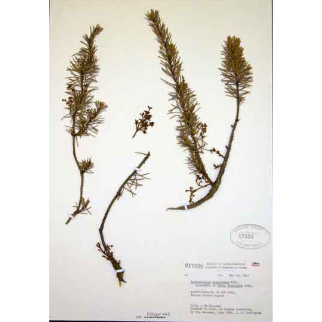 Specimens of a Jack pine tree attached to a piece of paper with specimen details in the bottom right corner.
