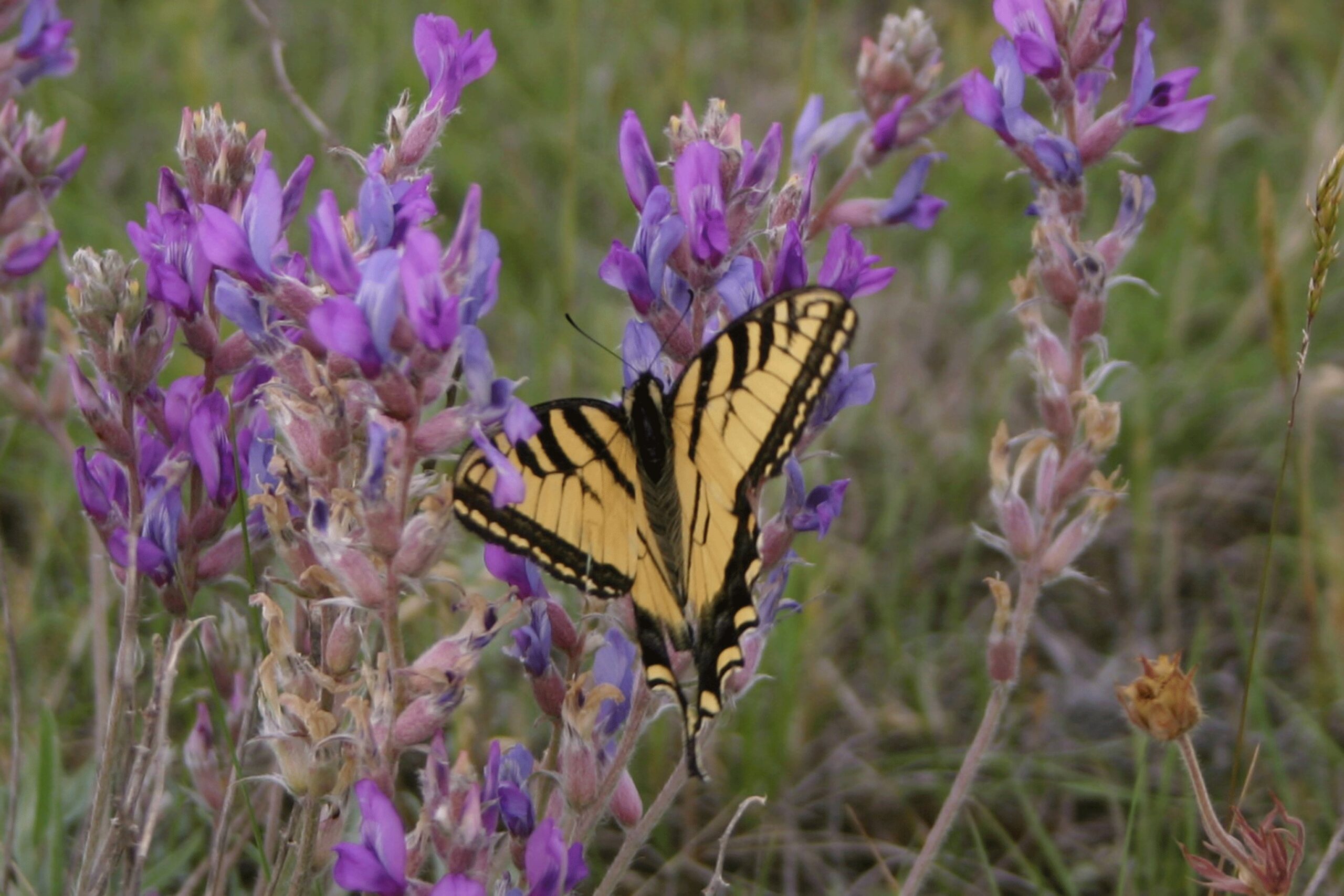 A yellow and black Tiger Swallowtail butterfly perched among the purple flowers of a Purple Locoweed.