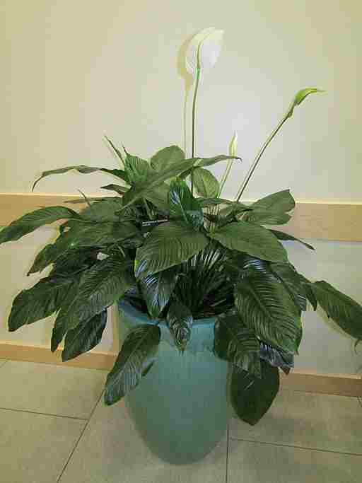 A plant with larger, oblong, dark green leaves in a blue vase. A few buds reach above the leaves, with one white flower open.