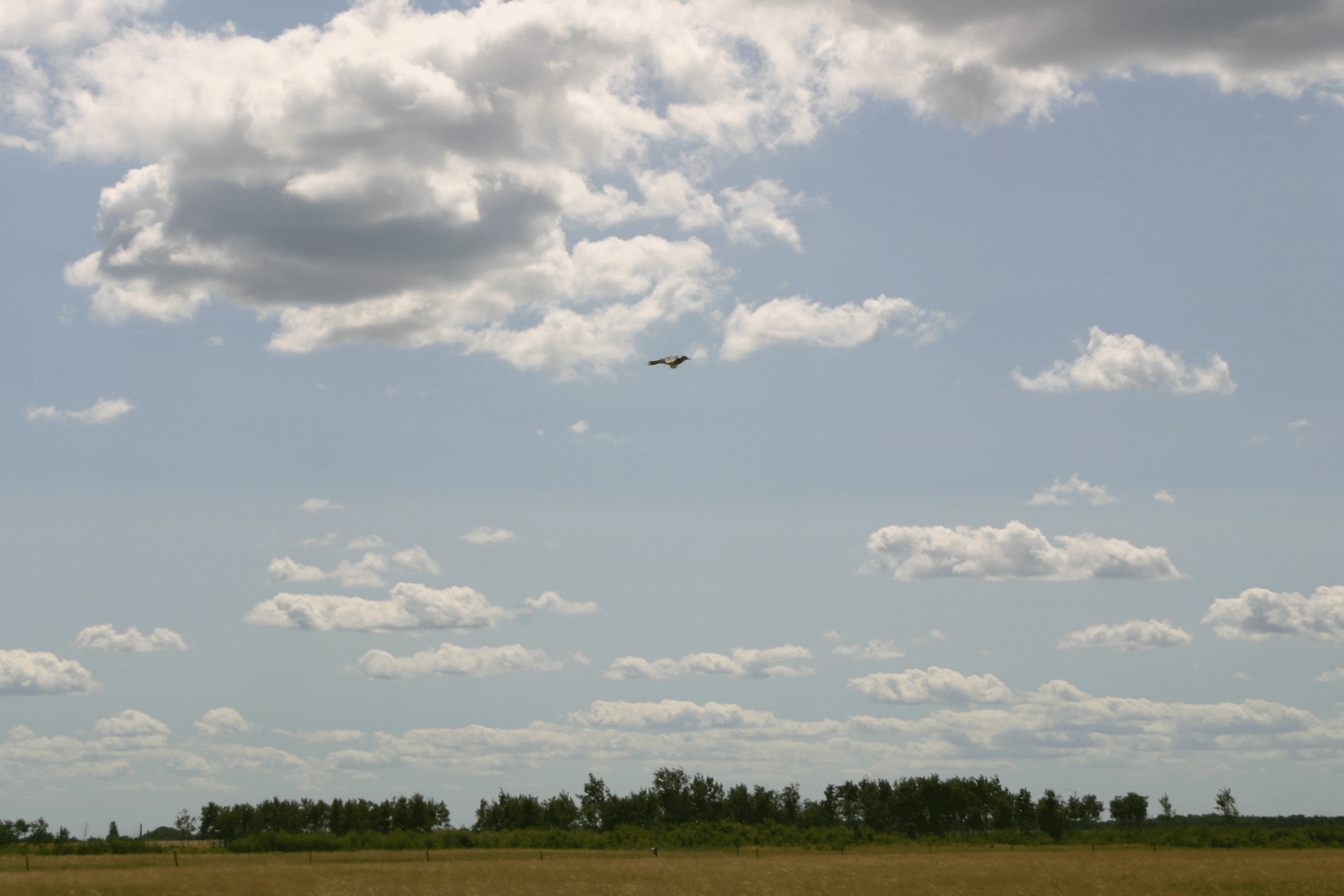 A high-flying bird, soaring over a field against a blue sky with scattered white clouds.