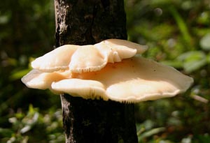 Two flat, platter-like, cream-coloured mushrooms growing on a tree trunk.