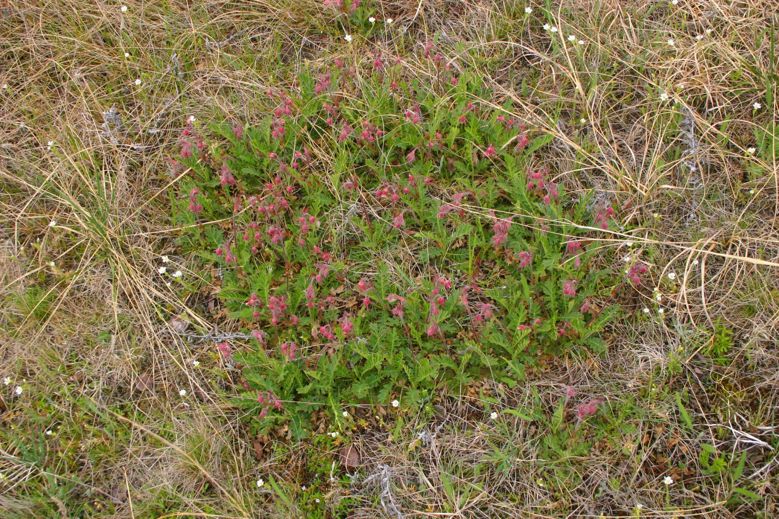 A low-growing plant with small bell-shaped pink flowers, with tiny white flowers growing at intervals near the edge.