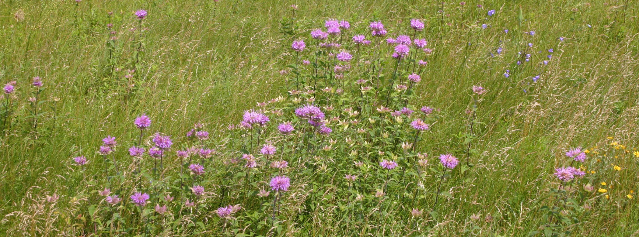 Purple flowers growing in a field.