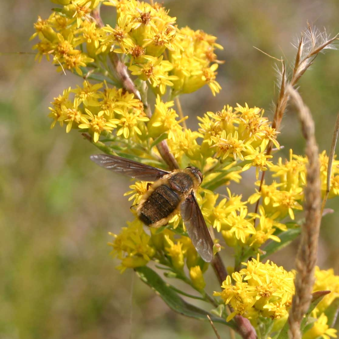 A bee fly on a branch of showy goldenrod with clusters of yellow flowers.