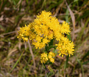 A close up on a cluster of yellow Goldenrod flowers on a yellow background.