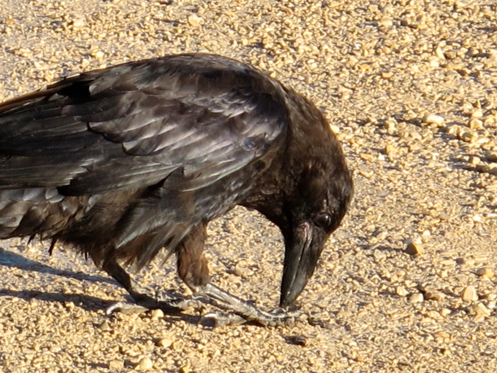 A black-feathered bird picking something up with its beak from the gravelly ground.