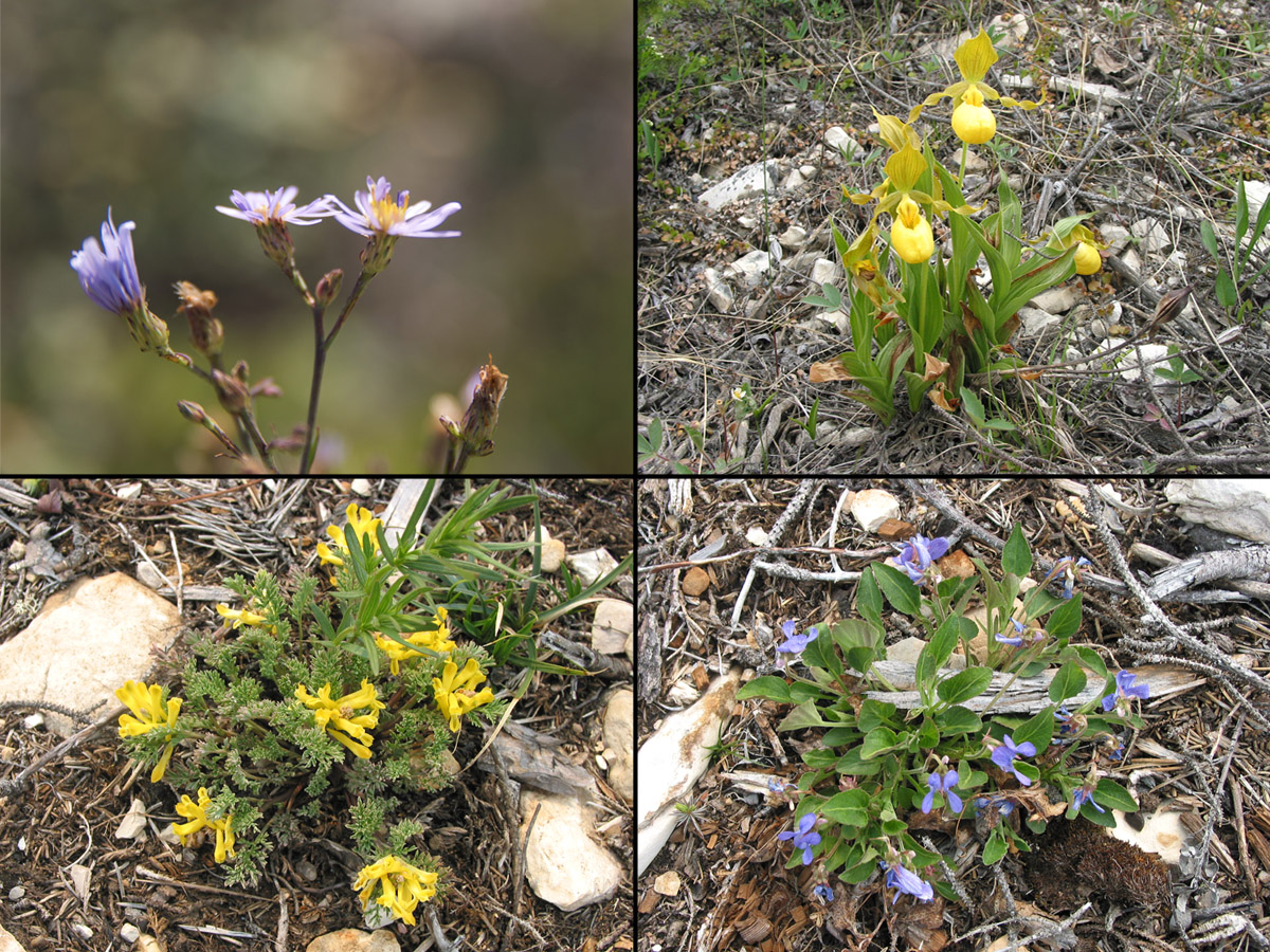 A collage of four picture of flowers. Top left: close up on small purple flowers with orange-yellow centre. Top right: yellow iris-like plant with a large lower petal with a "pocket". Bottom right: A low-growing plant with small purple flowers. Bottom left: A low-growing plant with clusters of tubular yellow flowers.