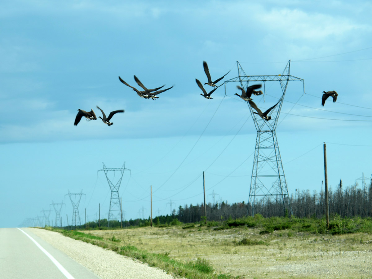 Hydro towers and lines follow along the side of a road, as a flock of Canada Geese flies across the frame.