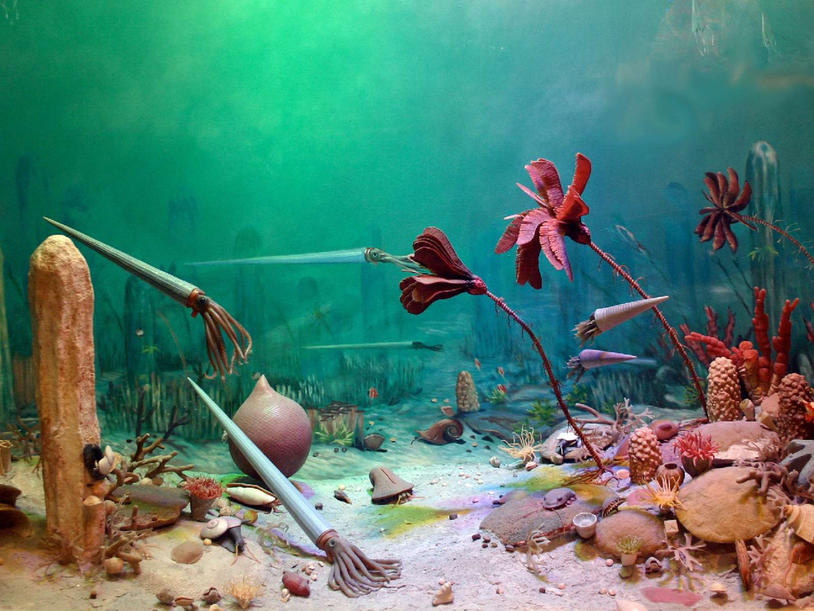 View into a Museum diorama. Seafloor scene showing various corals, sponges, seaweeds, and sea creatures.