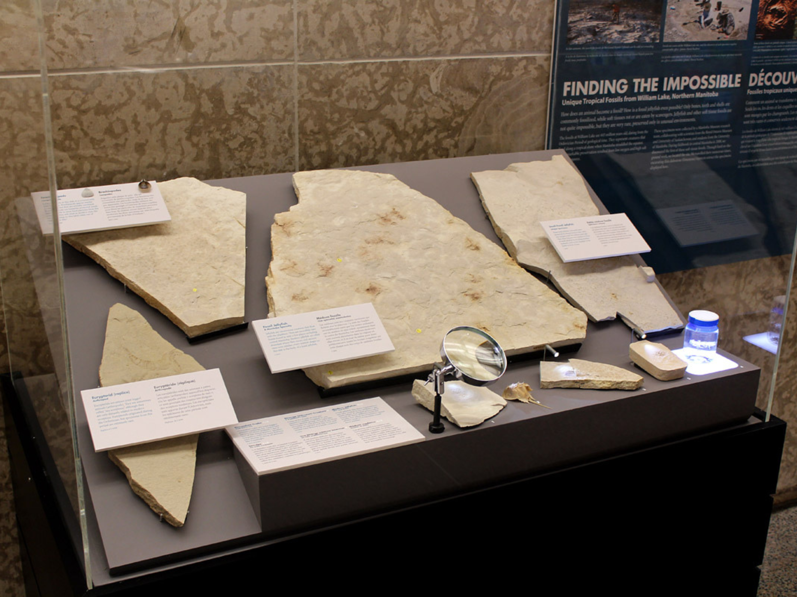 A closer look at the contents of the display case in the previous picture. Eight fossil specimens with label copy providing more information about them. One smaller piece has a magnifying glass set up in front of it.