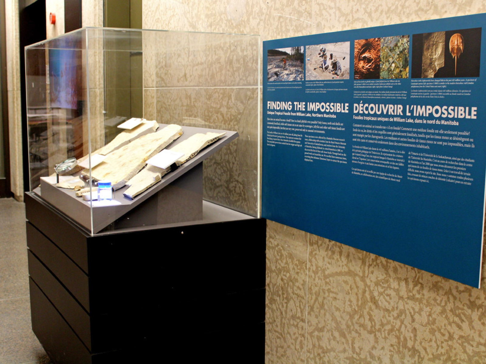 A Museum display case from the side, with the contents obscured by the angle. A label panel is on the wall next to the case.