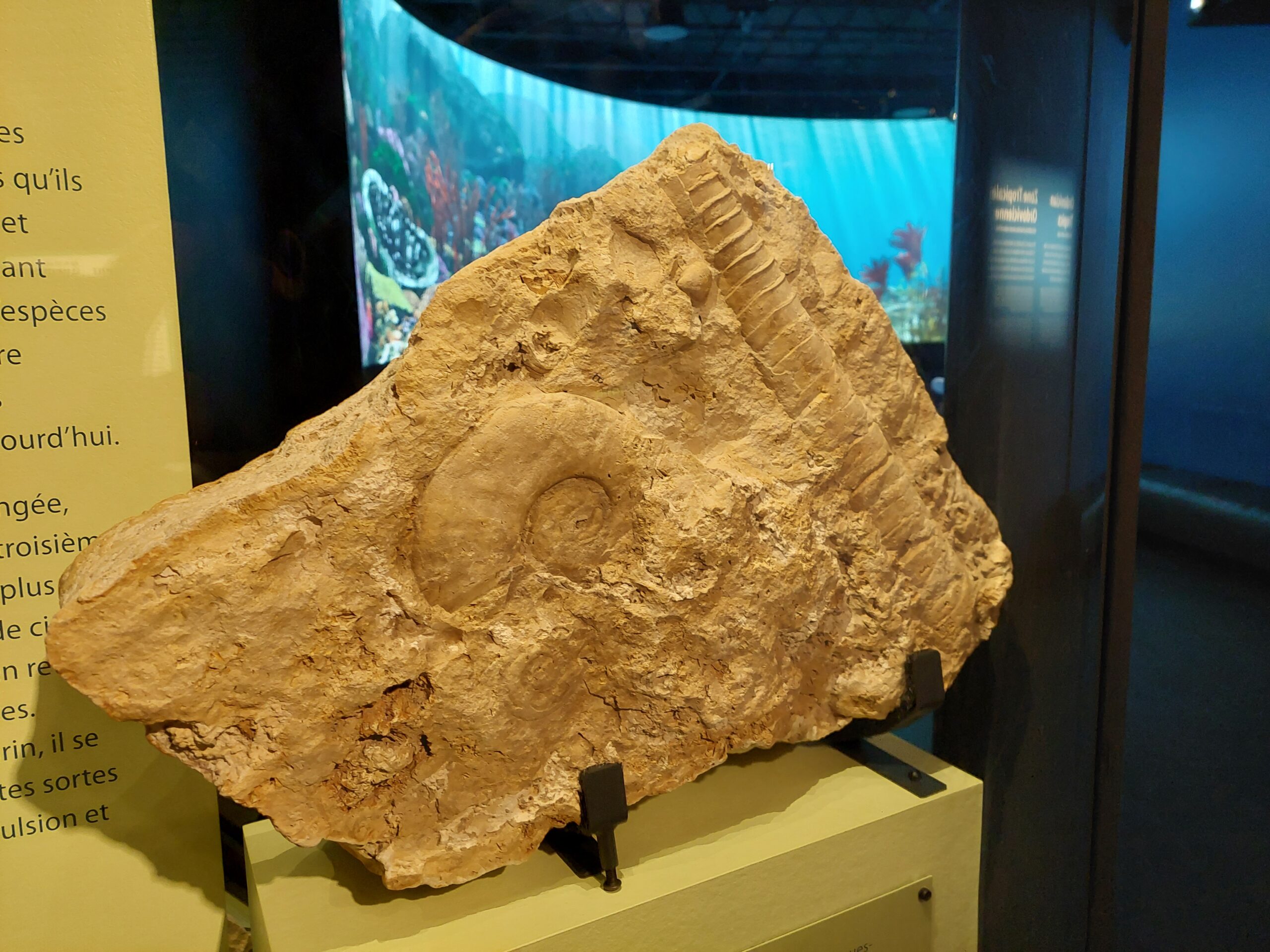 A fossil in a stone slab displayed at the entrance to a Museum exhibit featuring a large digital screen showing an underwater scene.