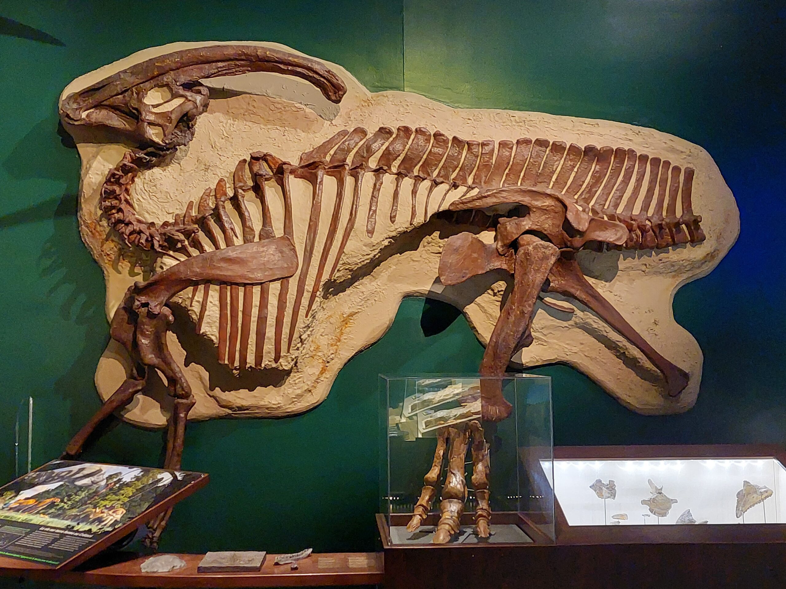 A large dinosaur fossil mounted as though embedded in the ground on a wall in the Museum Galleries.