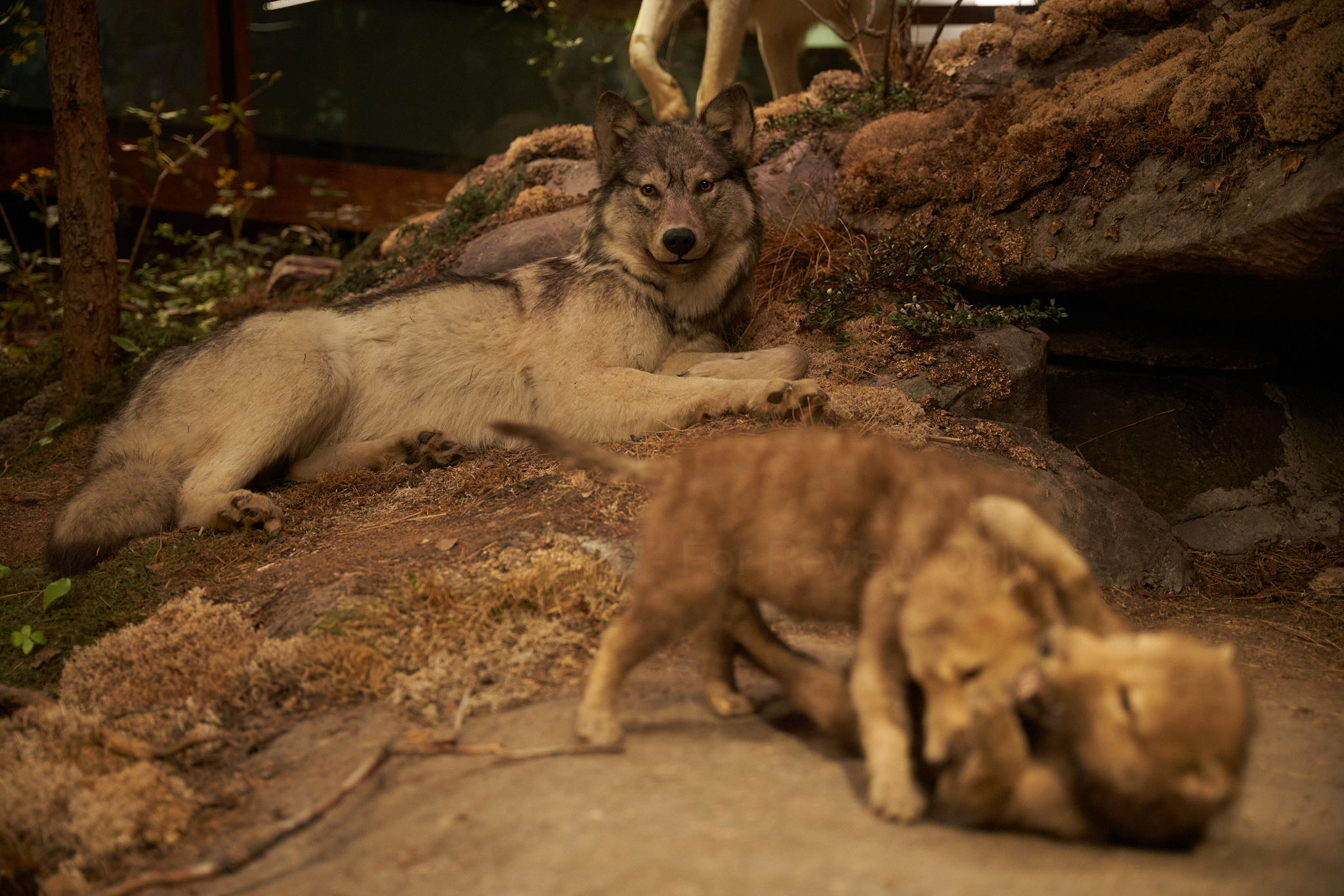 A Museum diorama containing a taxidermized wolf laying beside a cave entrance, as two taxidermized wolf pups wrestle in front.