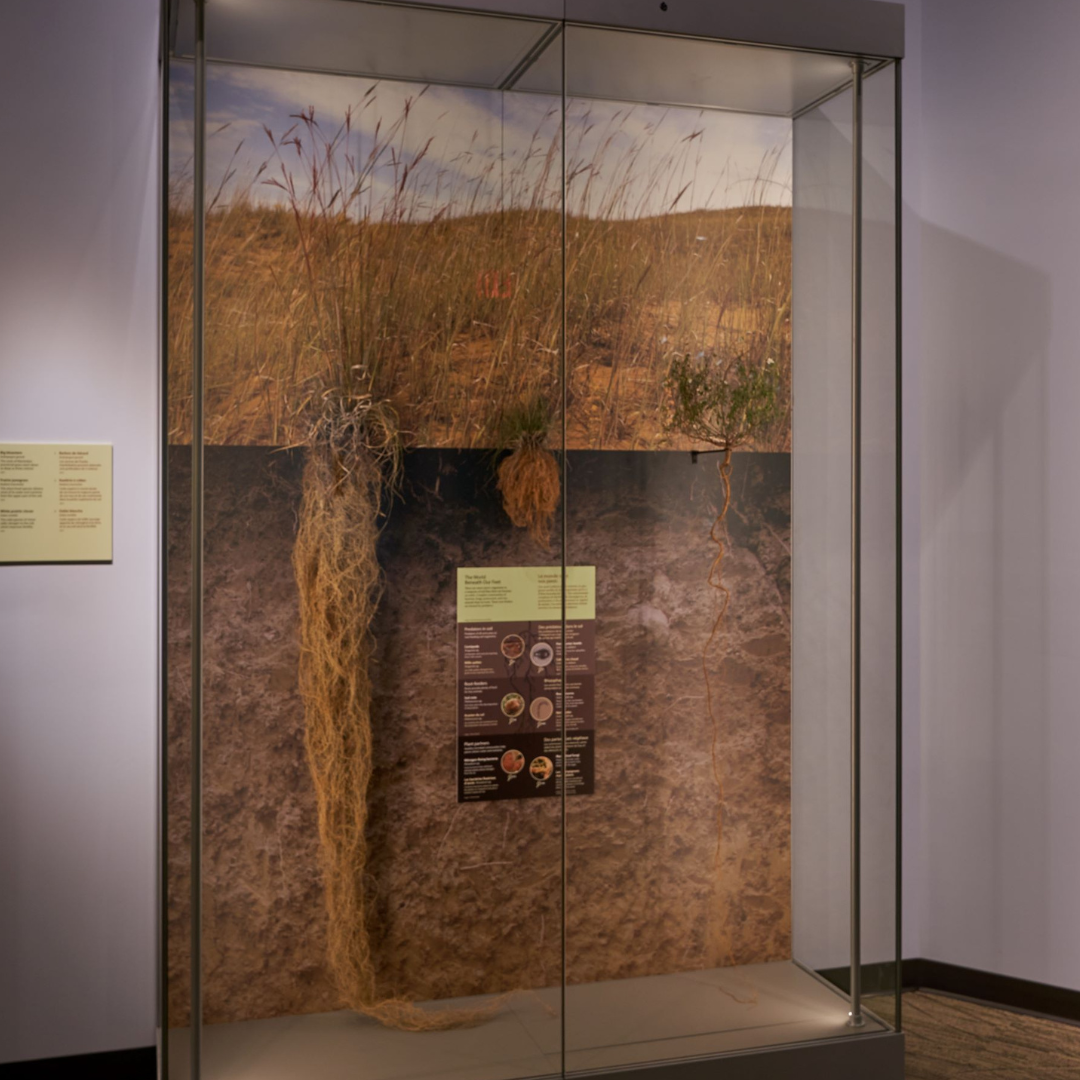 A display case containing three grass specimens with intact root systems of varying lengths.