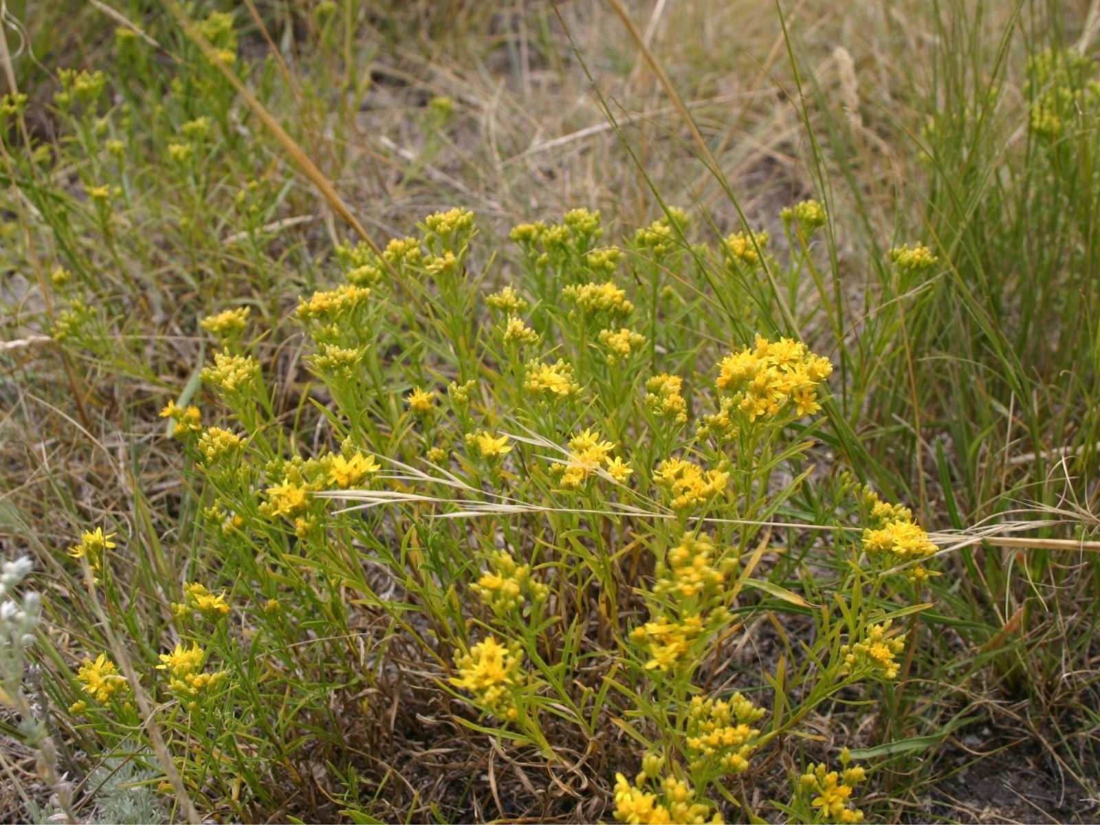 A cluster of small plants growing up individually, but close to each other, with yellow flowers.