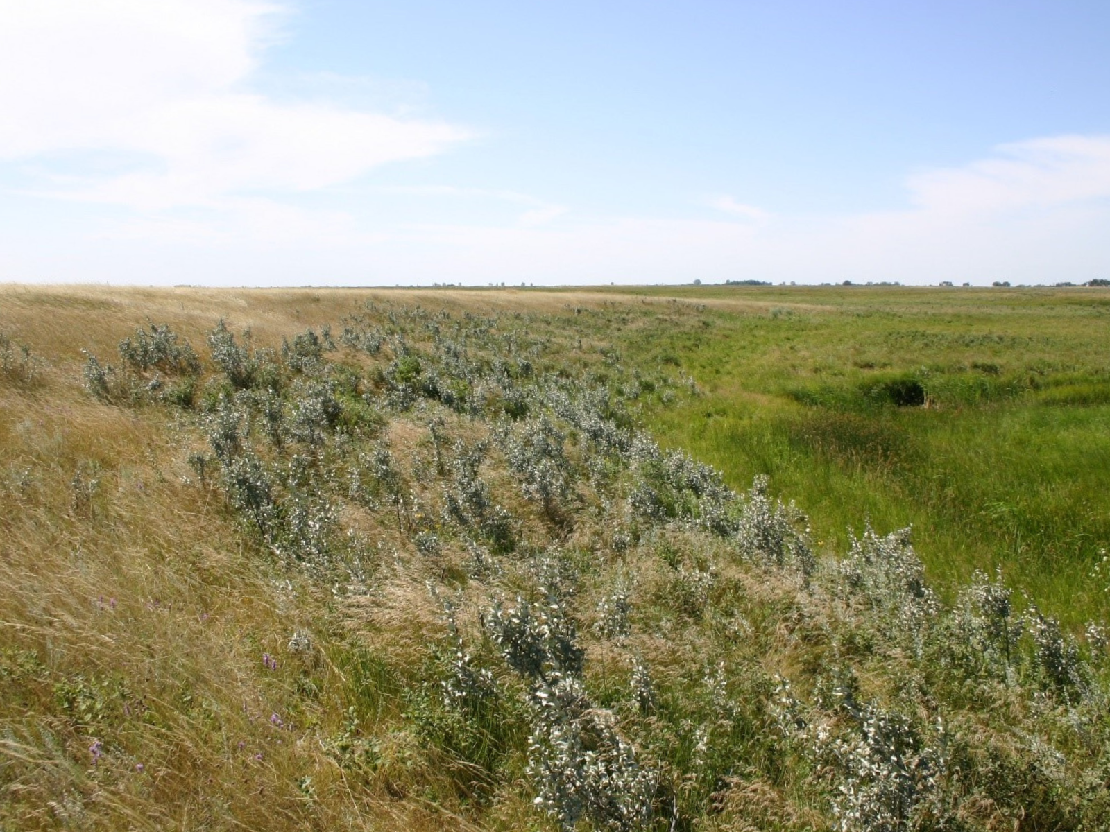 View over low rolling grassy prairie.