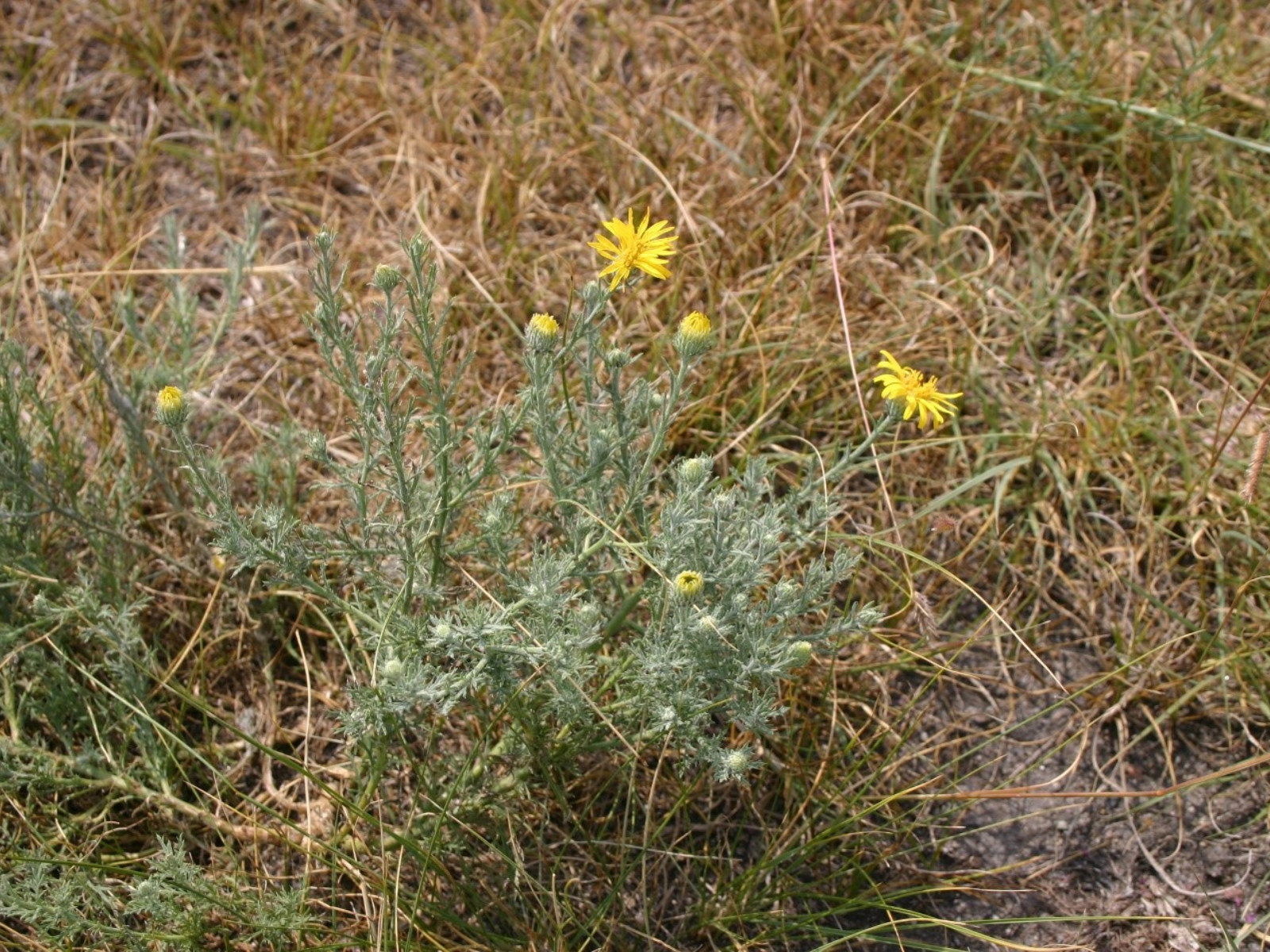 A low-growing shrub-like plant with yellow flowers.