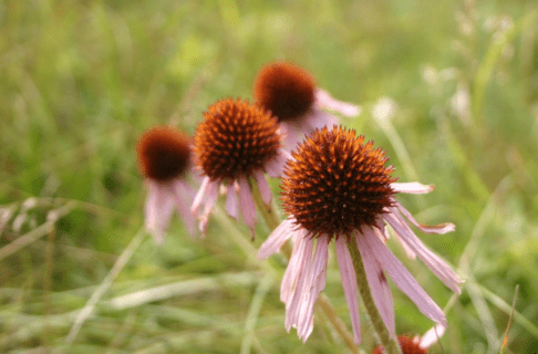 Close up on flowers with long narrow purple petals and large, bulb-like red-brown centres.