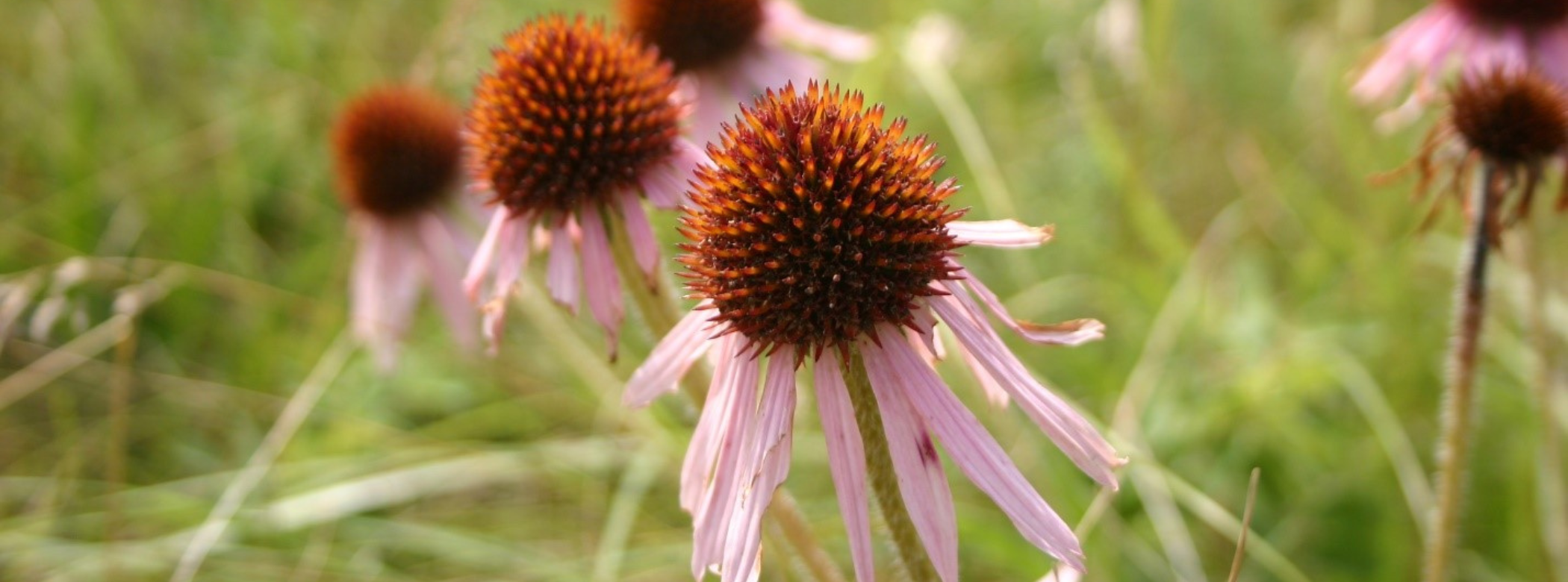 Close up on flowers with long narrow purple petals and large, bulb-like red-brown centres.