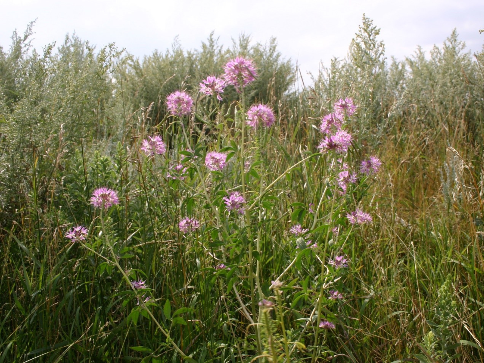 A tall, spindly plant with fluffy purple flowers.