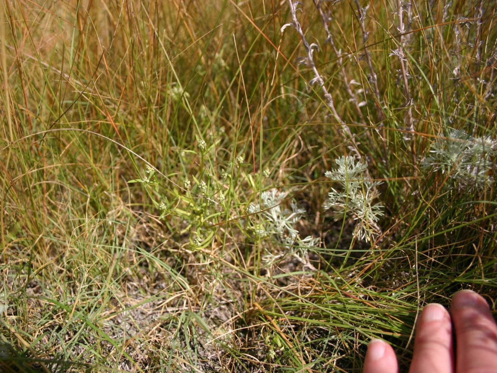 A small silvery-green plant growing low to the ground. The tips of three fingers are in frame in the bottom right corner.