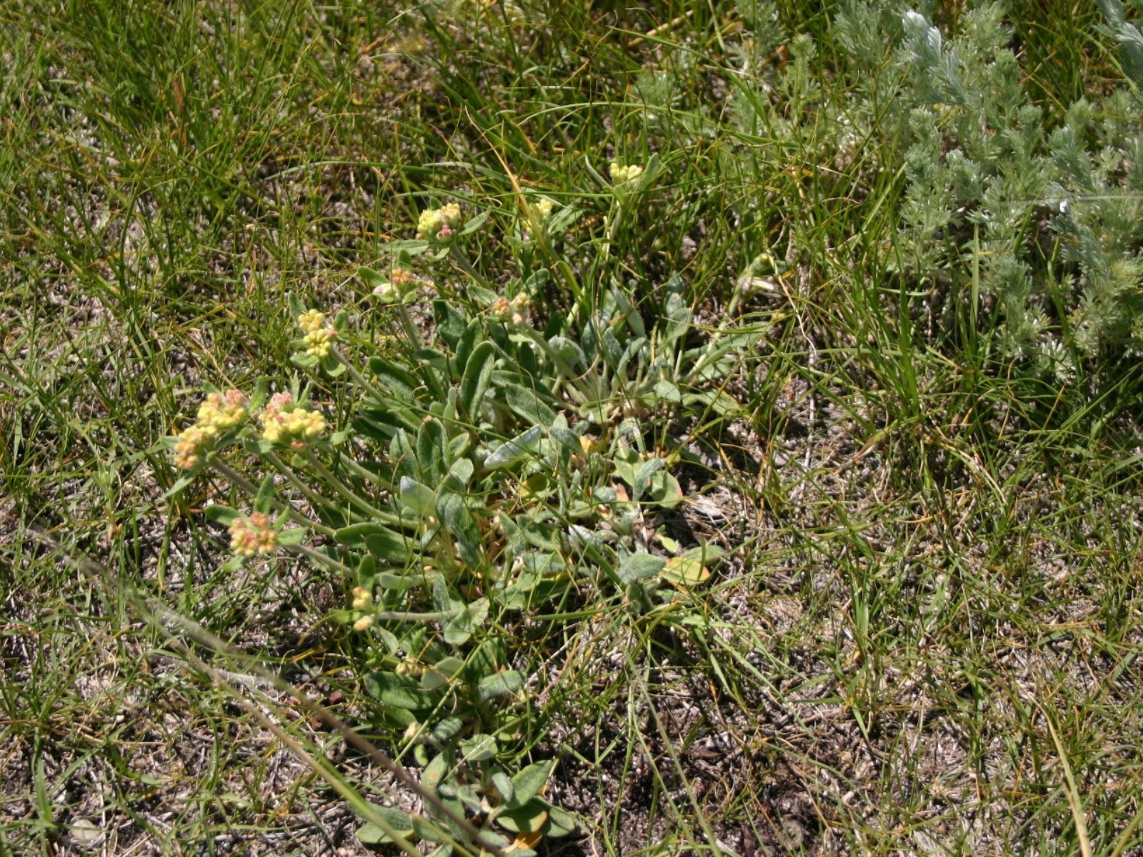 A low-growing plant with small, green waxy leaves, and clusters of small yellow-peach flowers.