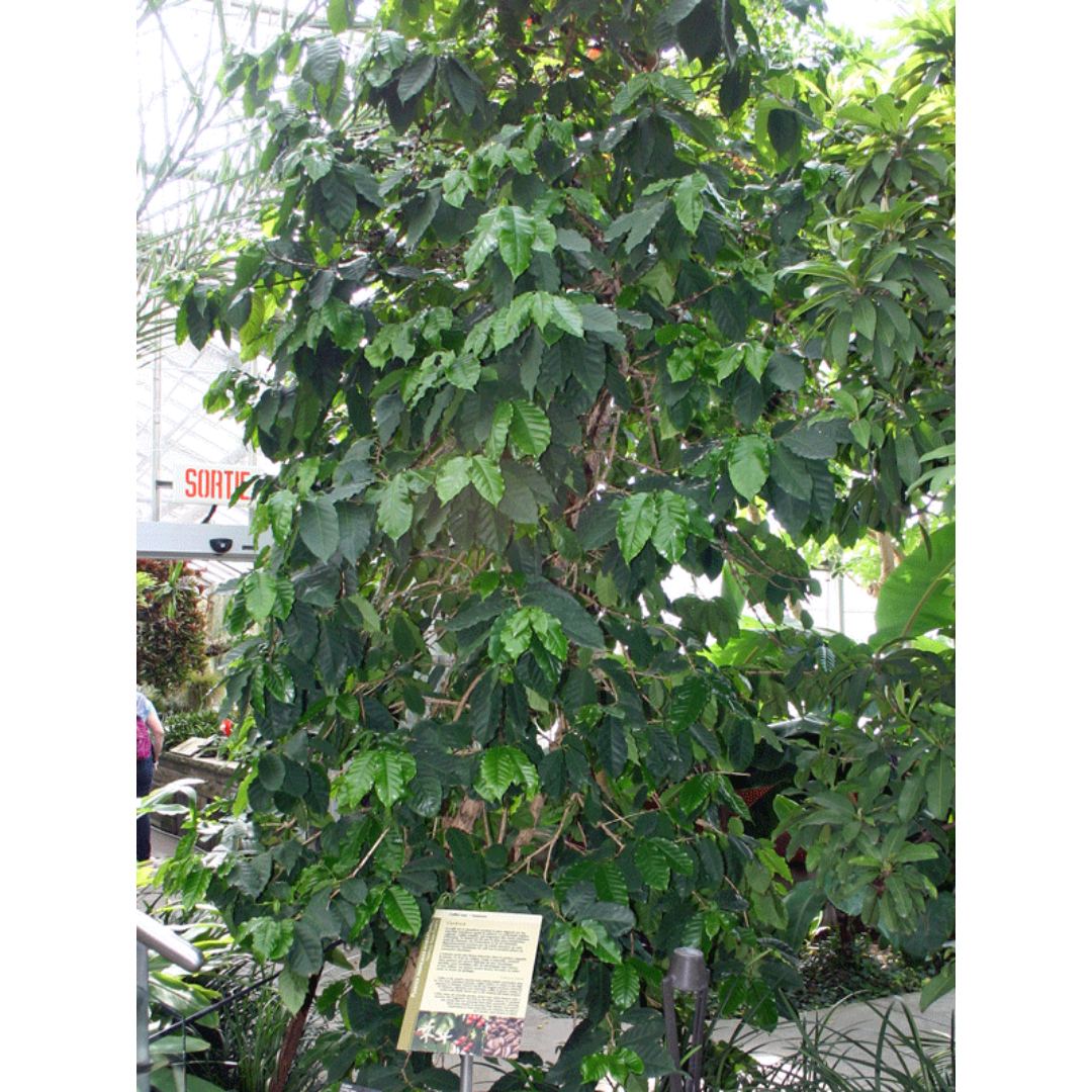 A coffee plant growing in a botanical garden, tall and covered in green leaves.