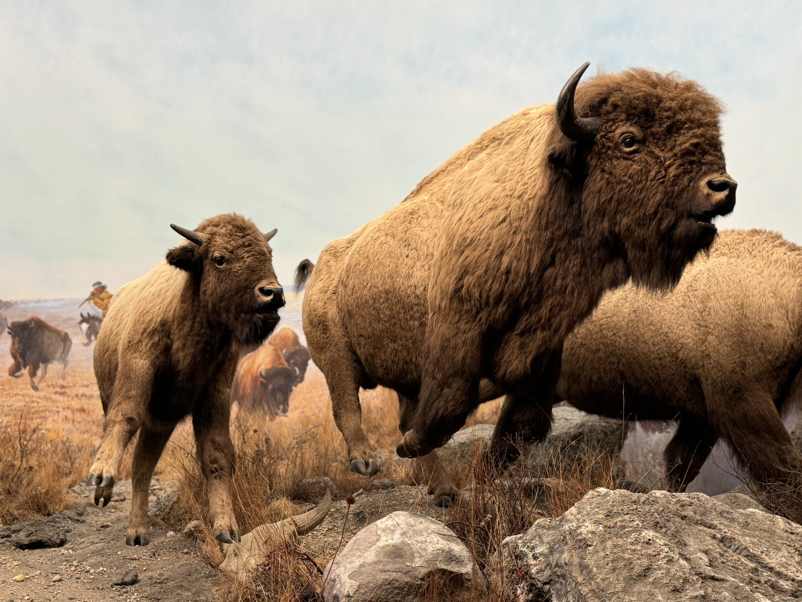 Three bison mounts in the Welcome Gallery.