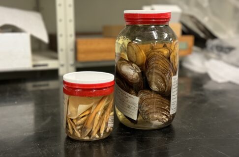 Two jars of wet specimens. The smaller one, on the left, contains small fish. The larger jar, on the right, contains clams.