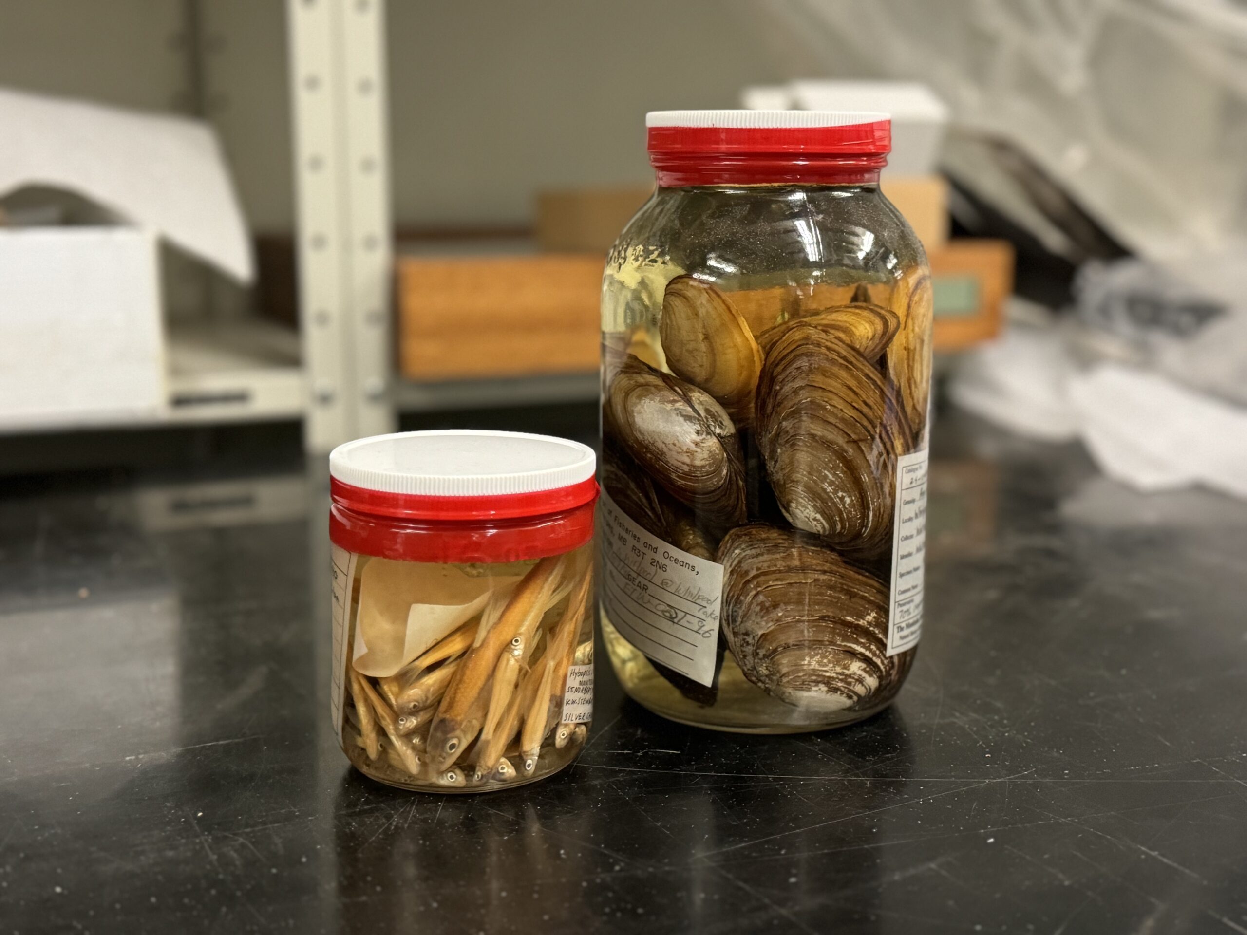 Two jars of wet specimens. The smaller one, on the left, contains small fish. The larger jar, on the right, contains clams.