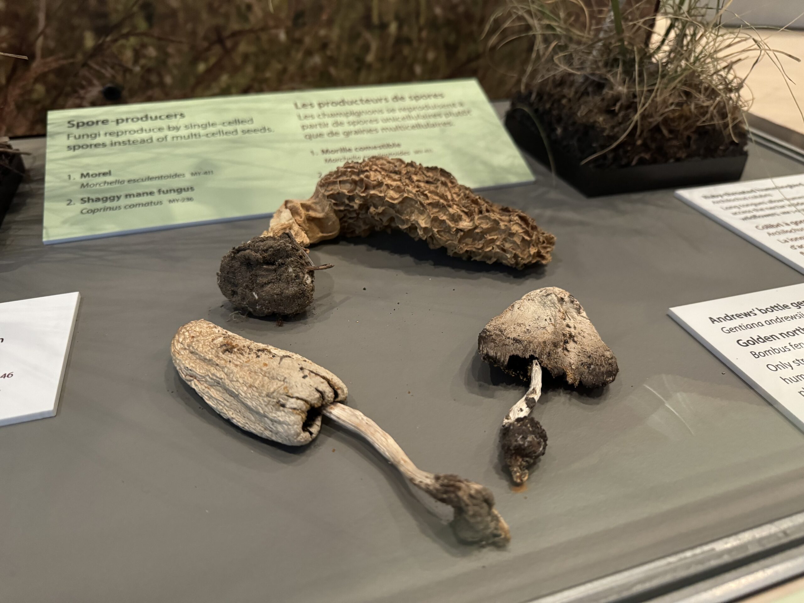 Four dry mushroom specimens from the Prairies Gallery.