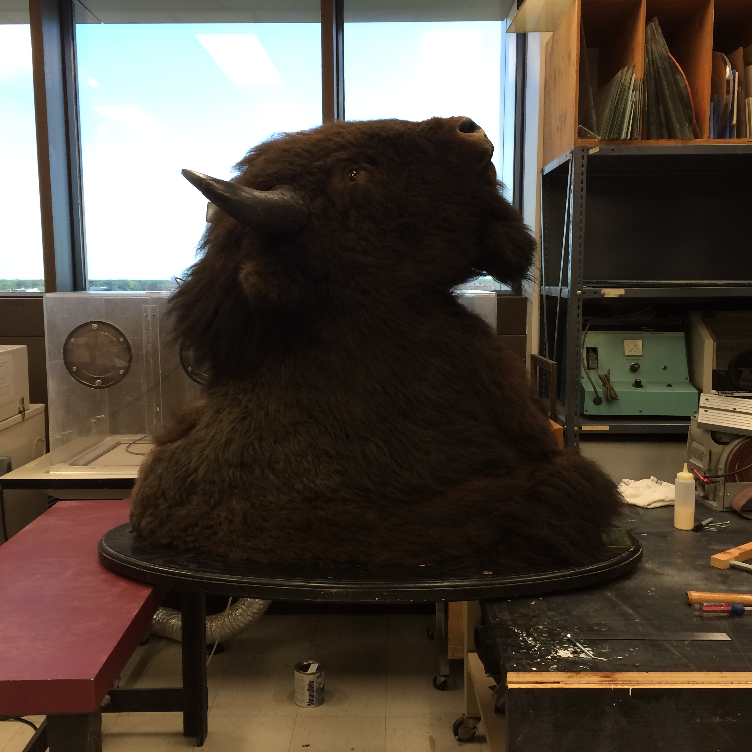 A large, mounted bison head propped up off the ground between two work surfaces, backlit by windows.