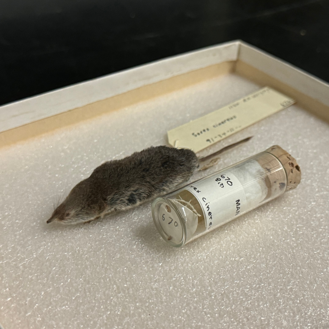 Shrew skin and vial containing bones, laid out on white Styrofoam.