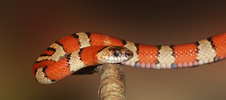 A snake slithering along a branch. The snake has orange-red and white stripes, with black lines between the two colours.