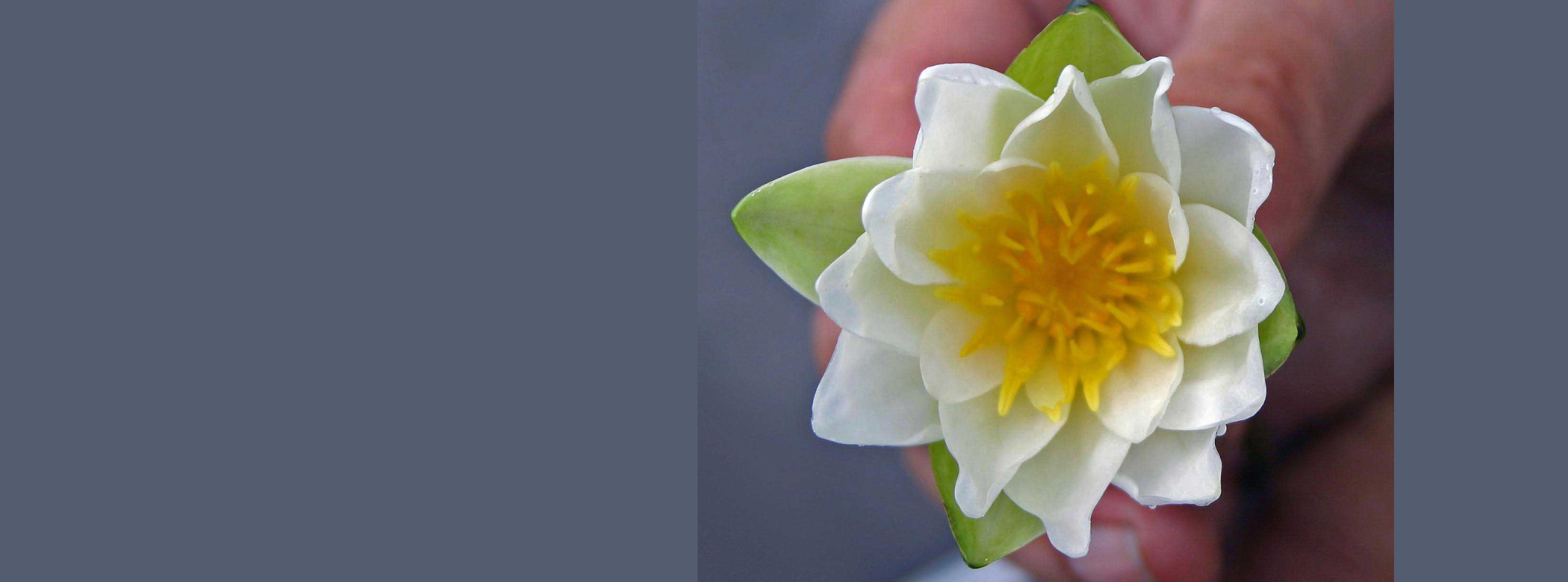 A white water lily with a yellow centre being held close to the camera against s grey-blue background.