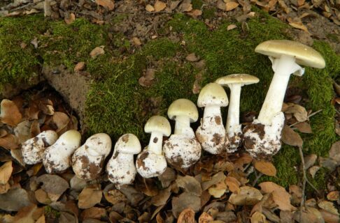 A line of capped mushrooms at progressive states of development.