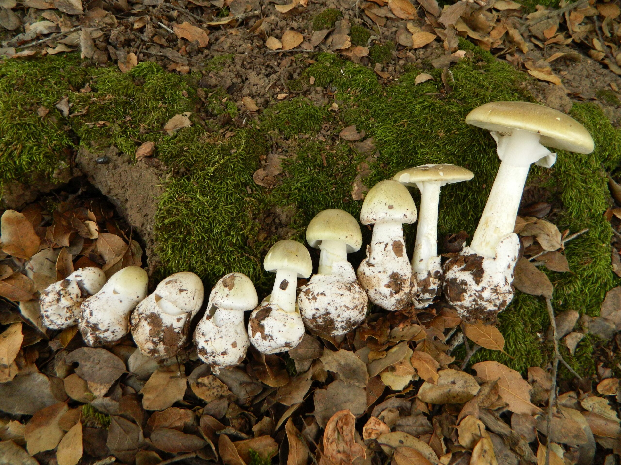 A line of capped mushrooms at progressive states of development.