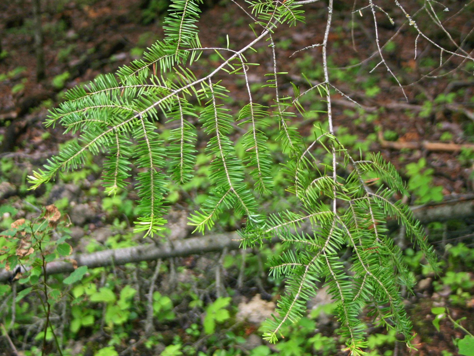 Close up on a fir tree branch full of green needles.