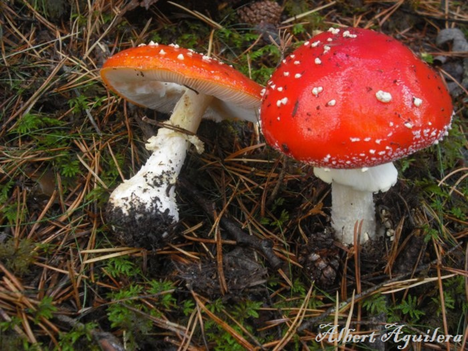 Two bright red-capped mushrooms, one in the ground, and one plucked and laying beside it.