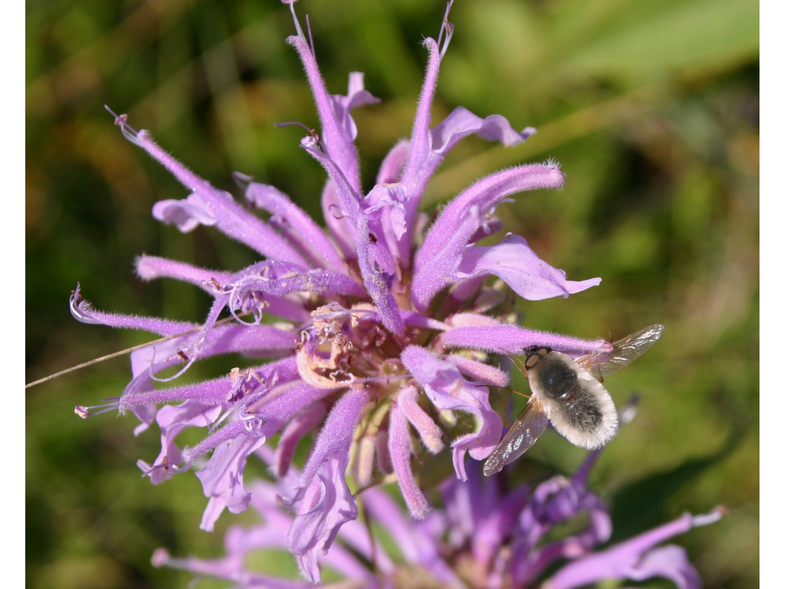 Close-up on a frilly, purple flower.