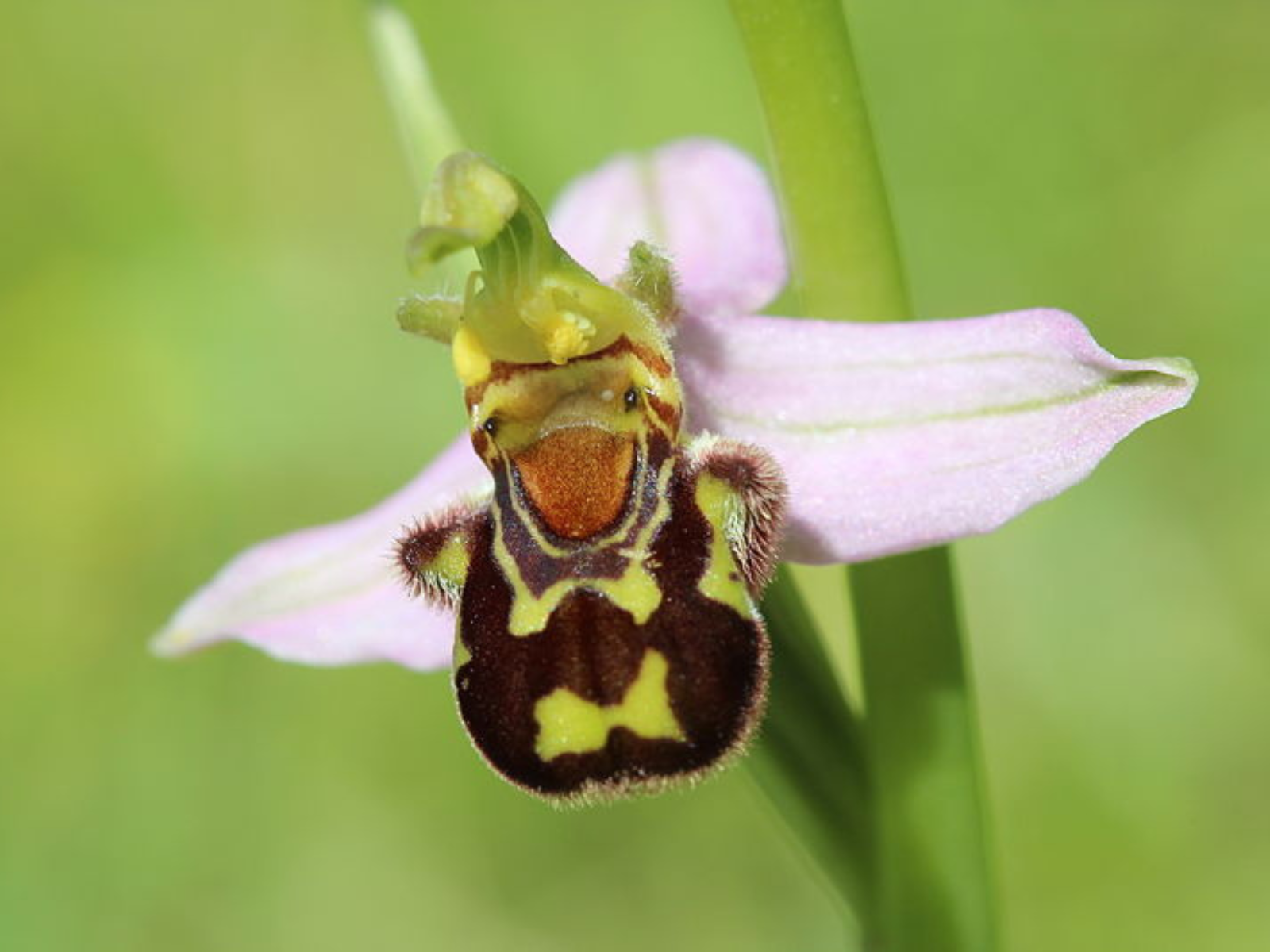 An orchid with its lower sac-like petal coloured black and yellow in a very similar manner to a bee's stripes.